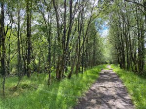 Sun-dappled path towards Tyndrum